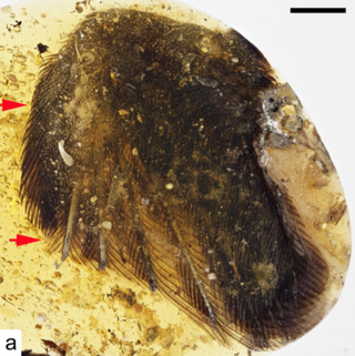 An enantiornithine wing encased in amber. (Image: L. Xing et al., 2016)